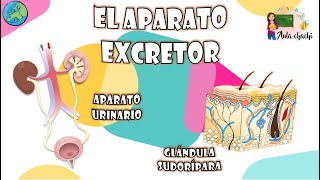 El aparato Excretor  Aula chachi  Vídeos educativos para niños [upl. by Trudnak]