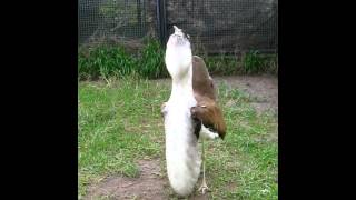 Australian Bustard Courtship [upl. by Anaujd]