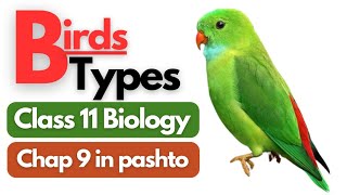 Types Of Birds  Flightless birds and Flying birds  Class 11 bio chapter 9 [upl. by Bez]