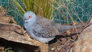 La Colombe diamant ou Géopélie diamant [upl. by Eenet573]