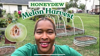 Harvesting Honeydew Melons  July 2024 [upl. by Schulein]