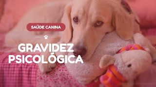 Gravidez psicológica em cães  Causas sintomas e tratamento [upl. by Irelav]