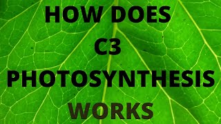 How does C3 photosynthesis work  C3 Pathway [upl. by Adnarom]