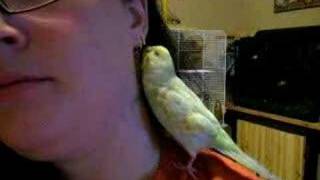 Kimi la perruche parle Talking Budgie [upl. by Shriver]