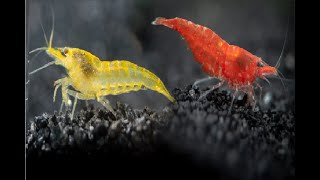 Gambas Neocaridina Rojas Vs Amarillas ¿Cuál es más Fácil para tu acuario [upl. by Benildis]