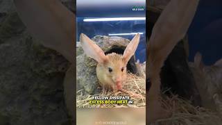 Long Eared Jerboa  The Cute Little Rodent [upl. by Jyoti741]