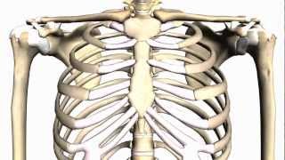 General Skeleton Basic Tutorial  Anatomy Tutorial [upl. by Morty96]