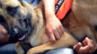 Service dog during seizure [upl. by Wenz]