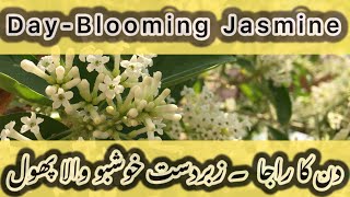 Din ka Raja  DayBlooming Jasmine  Cestrum diurnum  King of the day flowers  Cestrum blooms [upl. by Nac2]