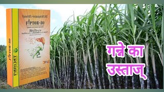 FIPTOR80 की कहानी किसान की जुबानी fipronil 40imidacloprid 40 [upl. by Kinzer]