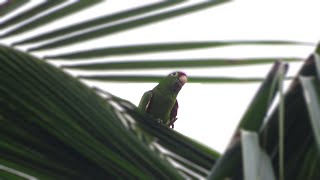 Crimsonfronted Parakeet listening to others Psittacara finschi [upl. by Cis]