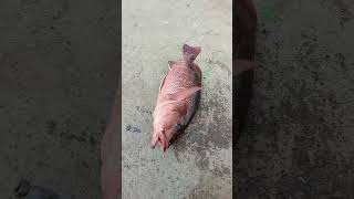 Catching the Big Red Snapper Fish in Sea fishing fishingvideos thoondilulagam seafishing [upl. by Heinrick]