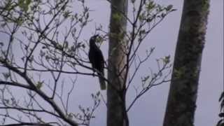 oropendola calling [upl. by Latoya]