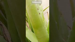 Alovera plant  botany shorts  Aloe barbadensis Miller stemleaf [upl. by Nnalyrehc]