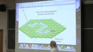 34 Biochemistry Lecture Photosynthesis from Kevin Aherns BB 350 [upl. by Anidualc]