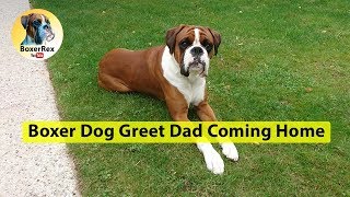 Boxer Dog Greet Dad Coming Home  The Boxer Look [upl. by Garnet604]