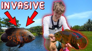 Catching The MOST INVASIVE Species In Florida [upl. by Bunce]