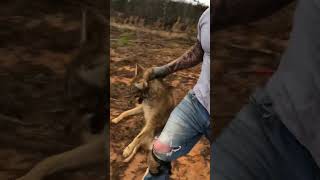 Live Market coyote trapping trapper [upl. by Kary]