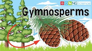 Gymnosperms [upl. by Anders]