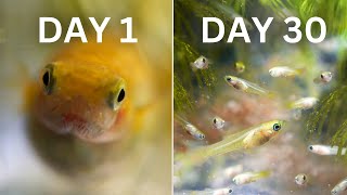 How Easy is Guppy Breeding  30 Day Experiment [upl. by Cato248]