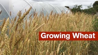 Growing Wheat For The First Time [upl. by Baler]