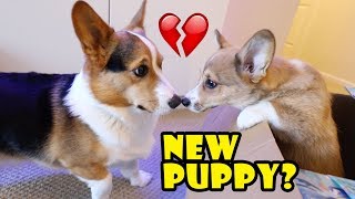 Surprising My Dog wa Corgi Puppy Doesnt go well  Life After College Ep 588 [upl. by Atirac]