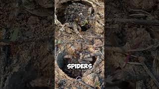 Dont Squish This Spider 😱 shorts viral [upl. by Eanil]