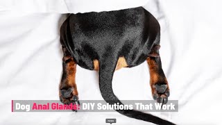 Dog Anal Glands DIY Solutions That Work [upl. by Nosral]