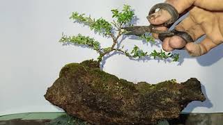 Desmodium penjing bonsai [upl. by Lida]