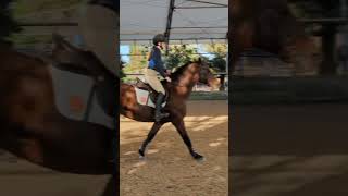 Worked on some striding today horses pony jump bays geldings viral fyp [upl. by Ariek]