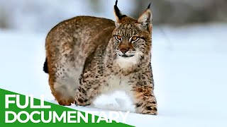 The Lynx is Back  Free Documentary Nature [upl. by Jezabel319]