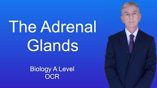 A Level Biology Revision Year 13 quotThe Adrenal Glandsquot [upl. by Anneiv950]