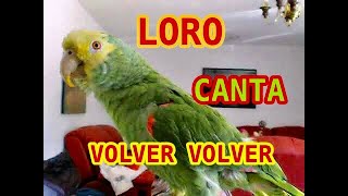 LORO CANTANDO  VOLVER VOLVER [upl. by Eniamej]