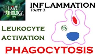 INFLAMMATION Part 3 Leukocyte Activation  PHAGOCYTOSIS [upl. by Prakash521]