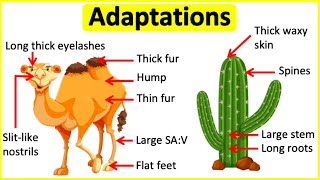 Adaptations 🐫🌵 Behavioural Physiological amp structural adaptations  Learn with examples [upl. by Balkin]