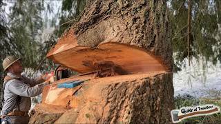 Dropping HUGE TREES next to a house My Norwegian friend can’t believe how big our trees are [upl. by Anirahs]