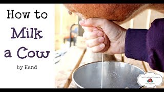 How to Milk a Cow By Hand or goat [upl. by Briny]