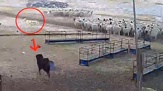 Tibetan Mastiff protects sheep flock from a wolf  Must Watch [upl. by Ennaus902]