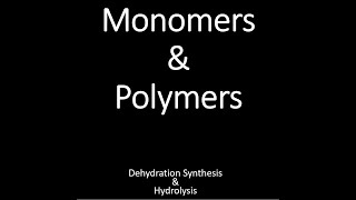 Monomers Polymers amp Dehydration Synthesis  Hydrolysis [upl. by Shirl]