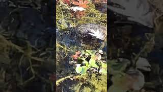 Blandings pond tortugaranch blandingsturtle turtle turtlehabitat [upl. by Ardrey628]