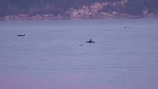 J Pod Passing Fort Casey [upl. by Erlandson]