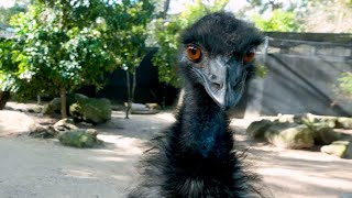 Emu Keeper Talk at Taronga Zoo Sydney [upl. by Quinby397]