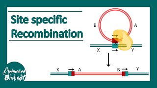 Site specific recombination  How do site specific Recombinases work [upl. by Lieno]