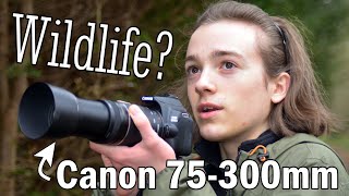 Wildlife Photography with Canon 75300mm kit lens  Putting the lens to the test  75300mm Review [upl. by Akiehsat623]