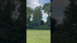 Crows Cawing in a Peaceful Field Nature and Bird Sound Effects UK [upl. by Ahsait]