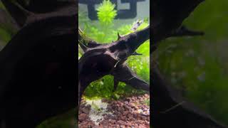 Seguimiento semanal neocaridinas 1 🦐🌿 neocaridinashrimp aquarium fishtank plantedtank shrimp [upl. by Ellierim]