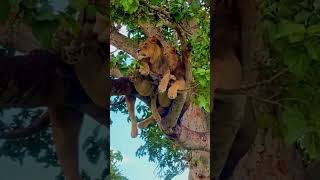 Elephant attacks lion in treeanimals wildlife wildanimals foryou fyp [upl. by Missak569]