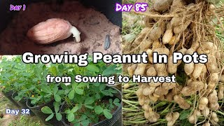 Growing Peanut In Pots from Sowing to Harvest How to grow peanut from seeds in container NY SOKHOM [upl. by Jerroll1]