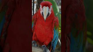 Macaw Parrot Sound  Macaw Screaming [upl. by Nivrehs290]