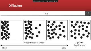 Osmosis and Diffusion in Physiology 2024 [upl. by Thursby]